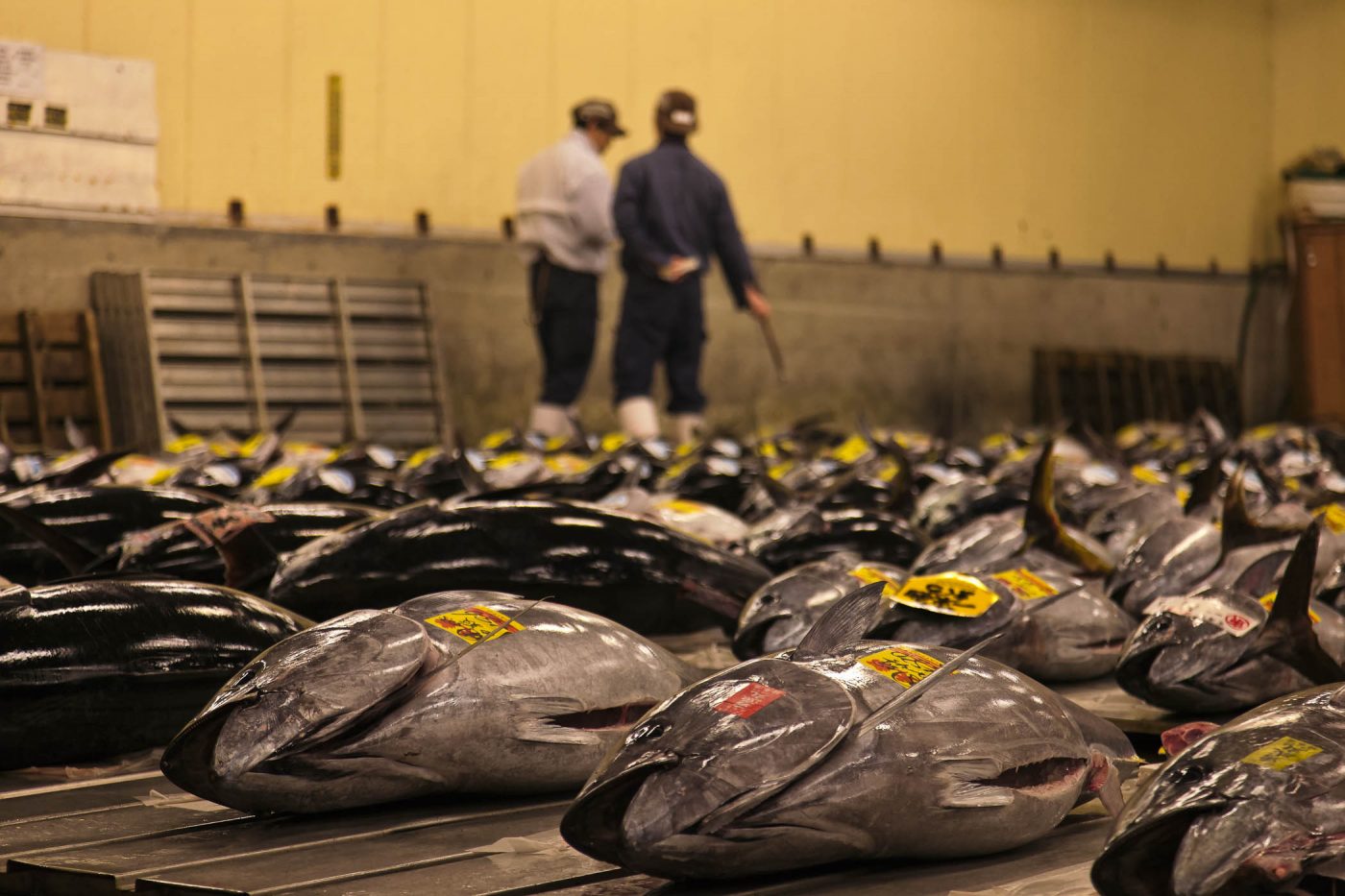 Tsukiji (marché aux poissons)