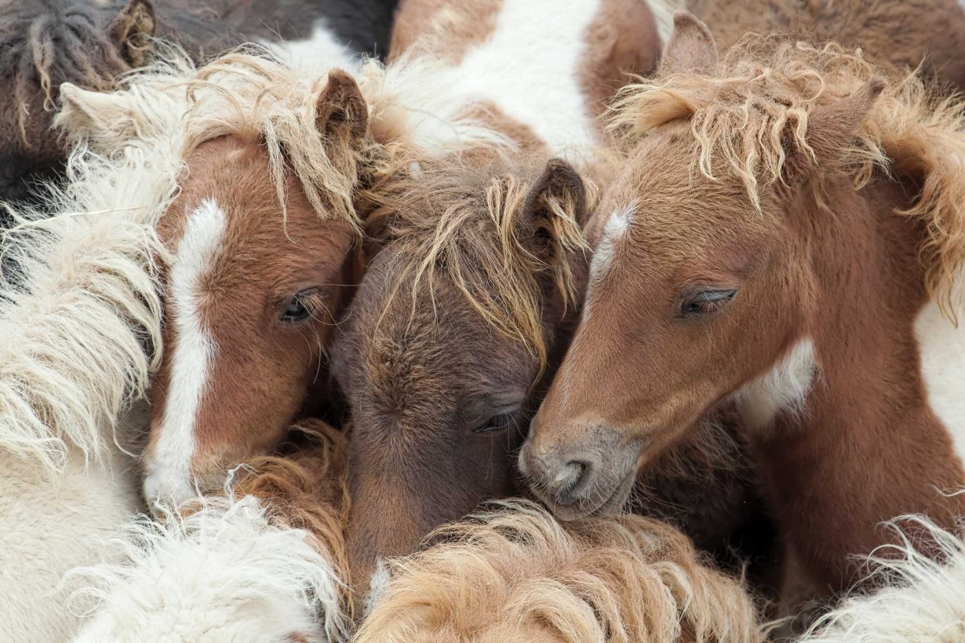 Les tout petits chevaux