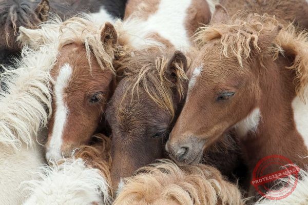 Les tout petits chevaux