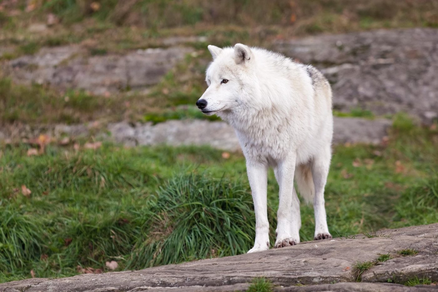 Loup arctique