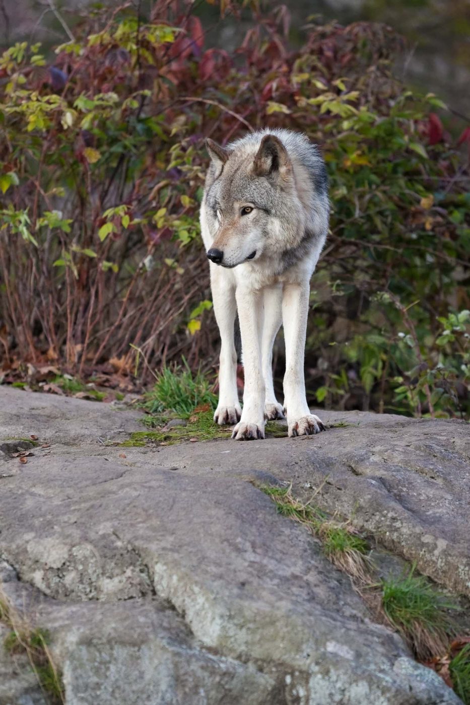 Loup gris