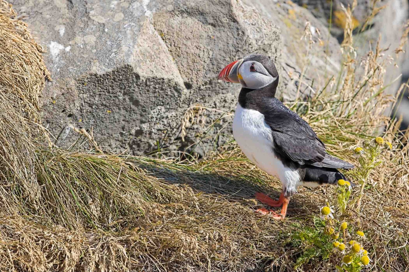 Macareu (puffin)