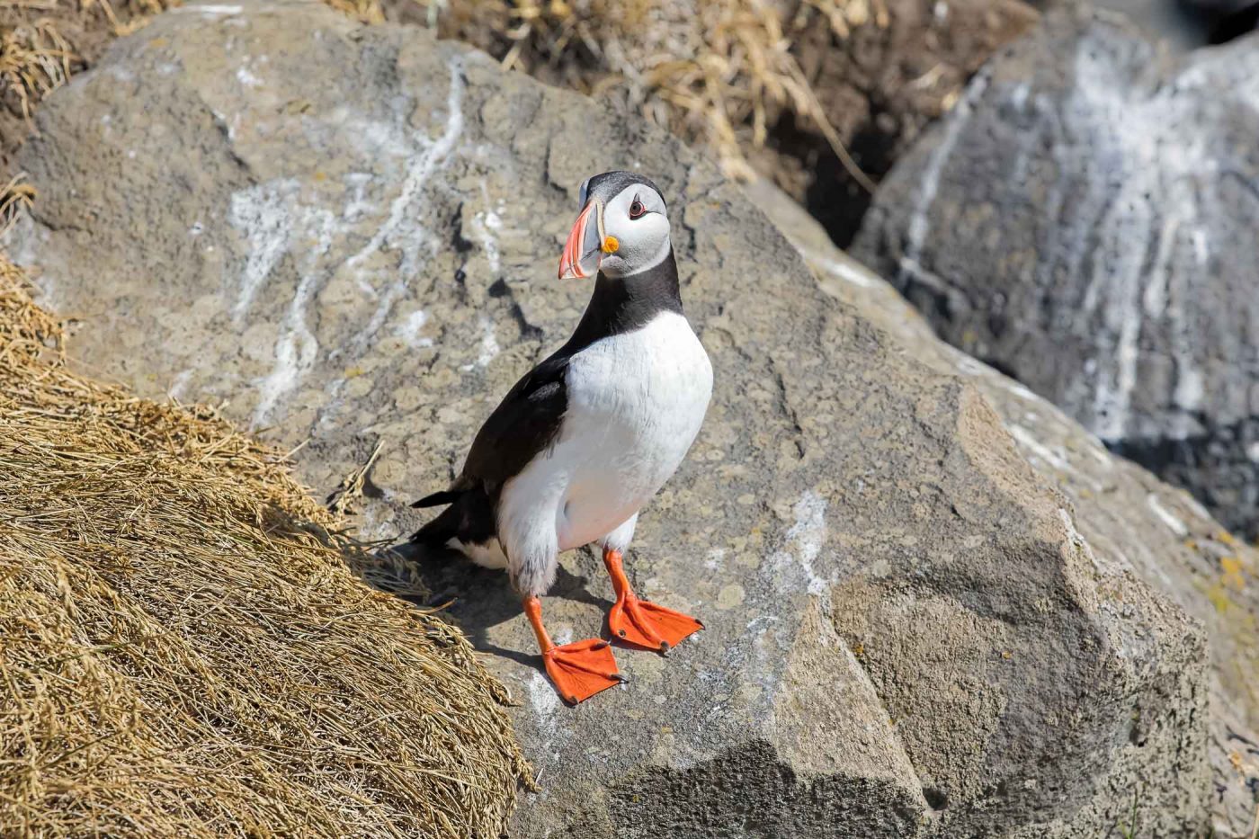 Macareu (puffin)