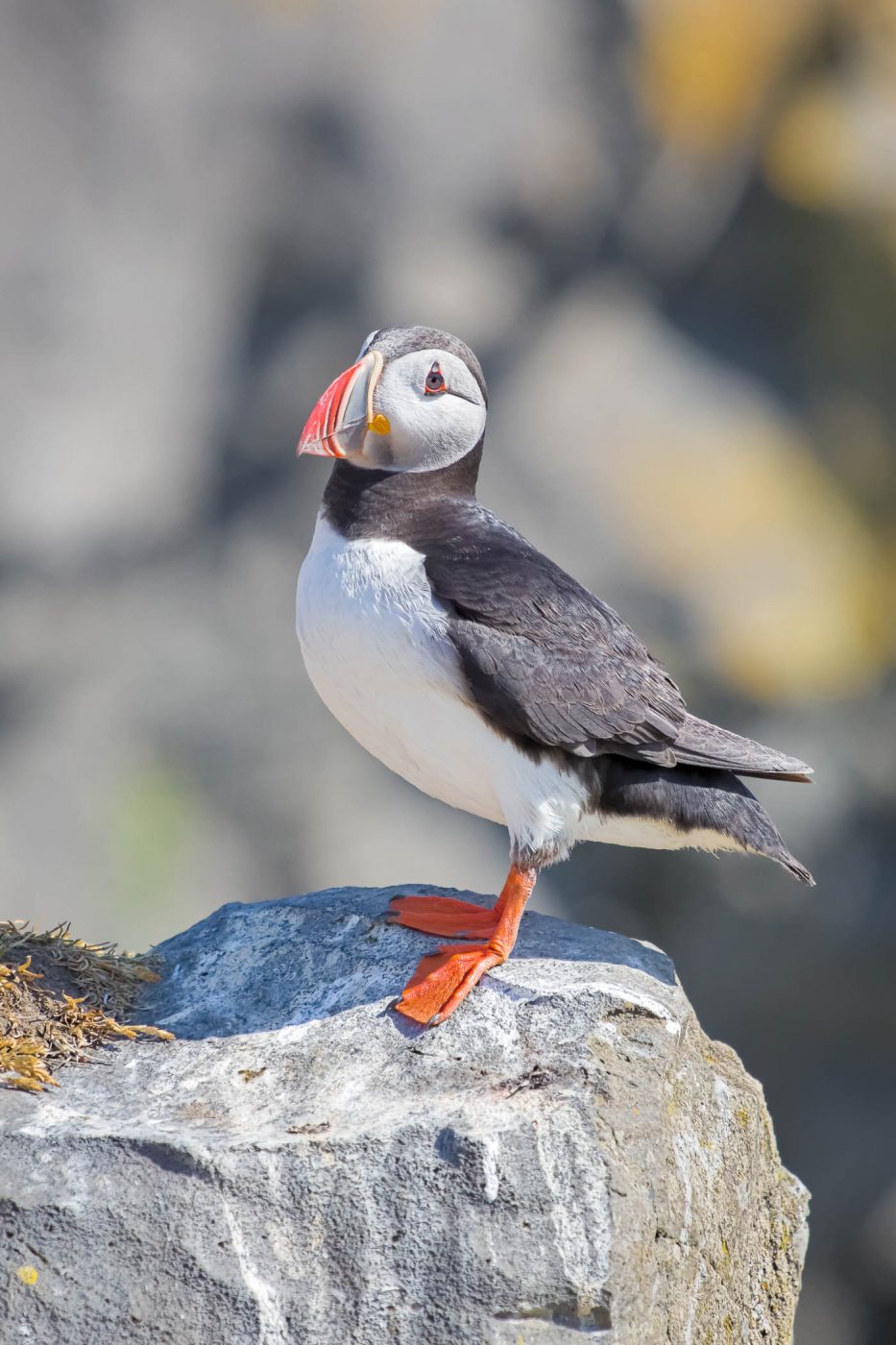 Macareu (puffin)