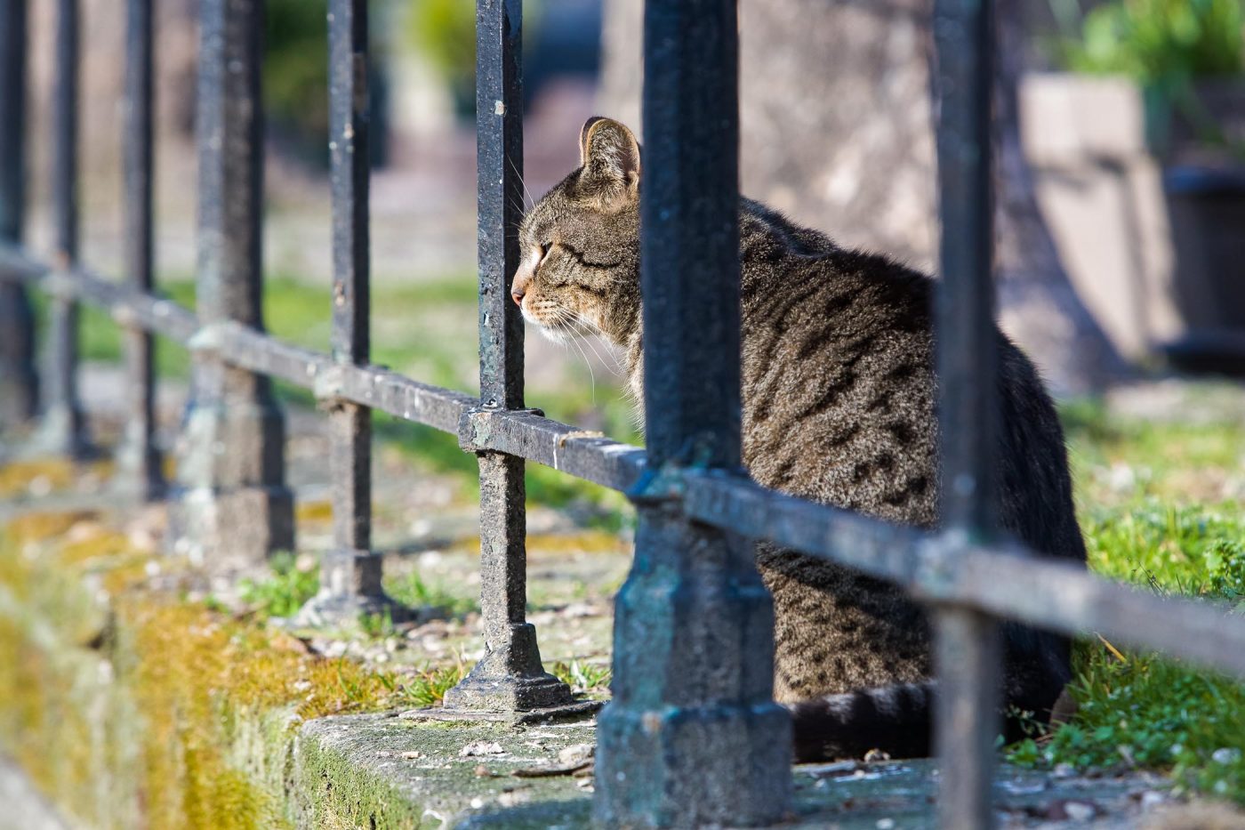 Cimetière de Montmartre