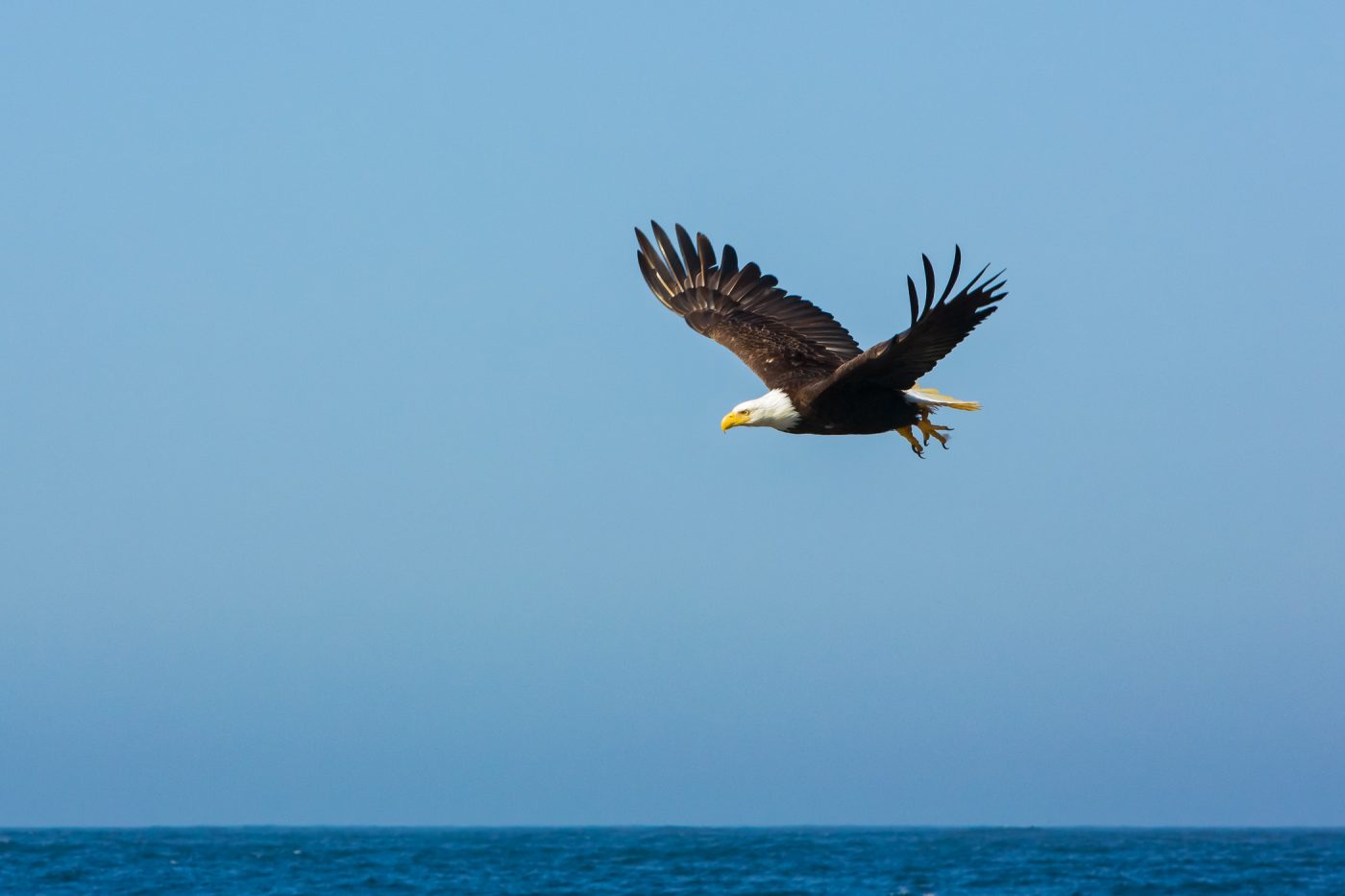 Bald Eagle